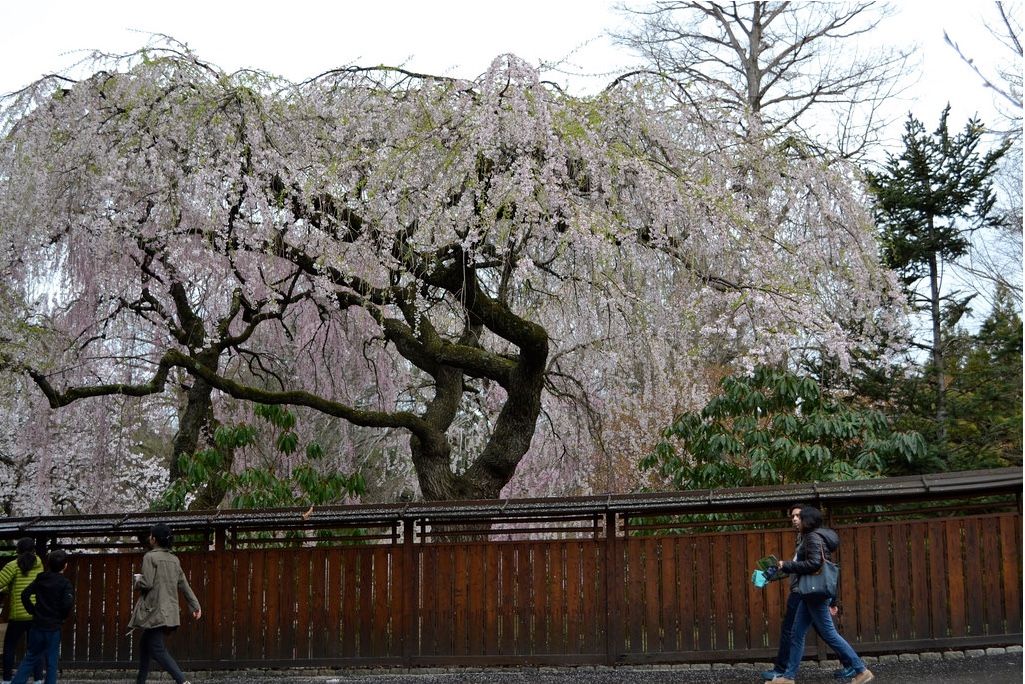 Prunus subhirtella ‘Pendula’ (weeping higan cherry) in the Japanese Hill-and-Pond Garden.